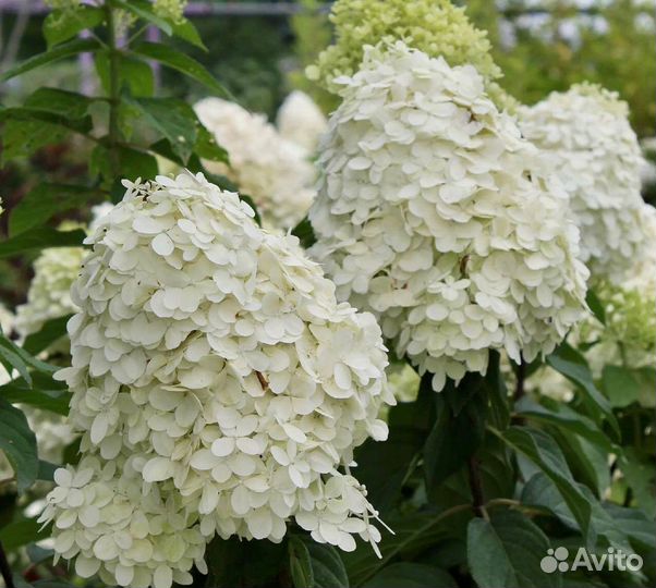 Гортензии метельчатые