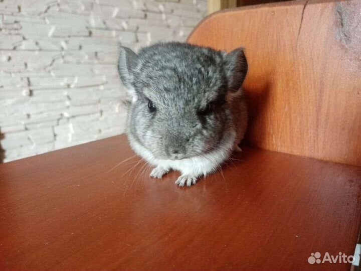 Шиншилла
