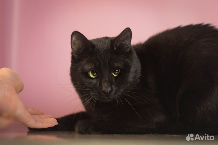 Косоглазая мини-пантера в добрые руки