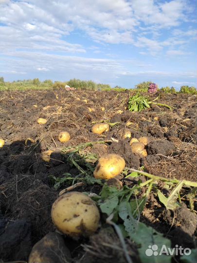 Картофель домашний