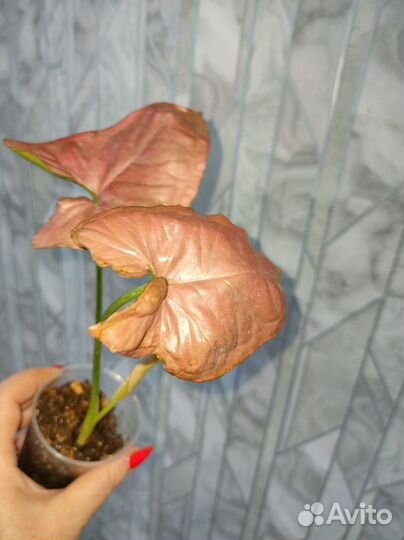 Сингониум яичница