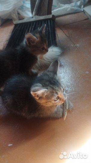 Кошки в добрые руки бесплатно