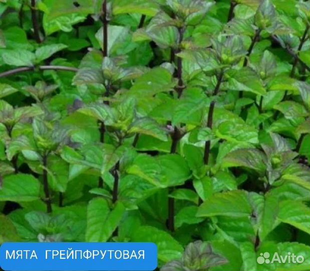 Мята 15сортов и мелисса саженцы