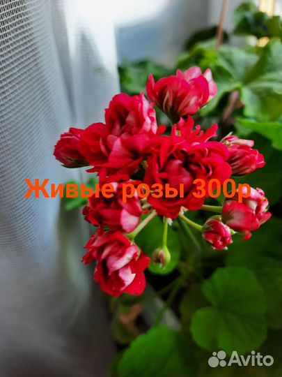 Пеларгония герань сортовая