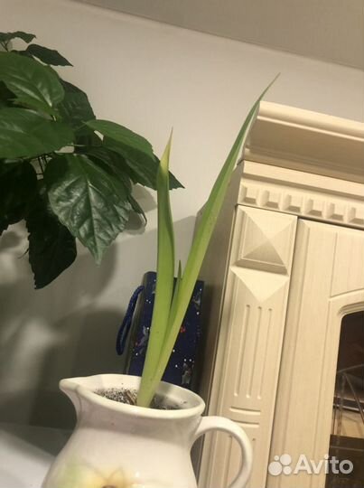 Цветок амариллис