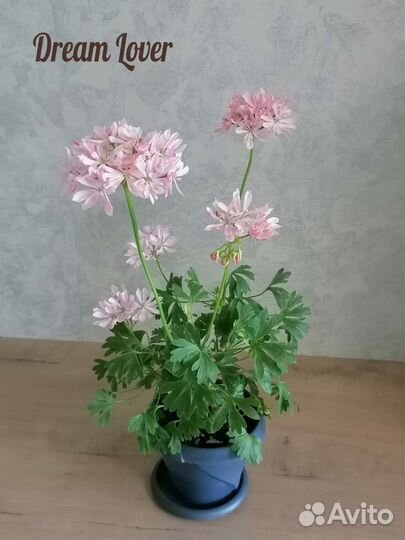 Черенки пеларгонии Dream Lover, формозум