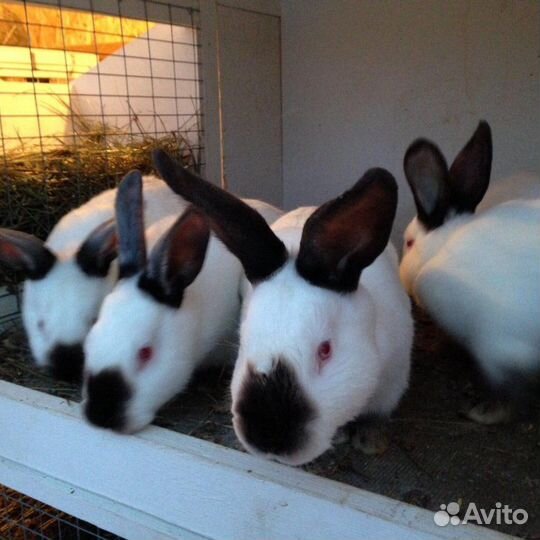 Мясо кролика / Доставка