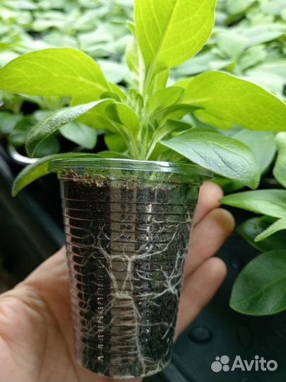 Петуния Blankеt White