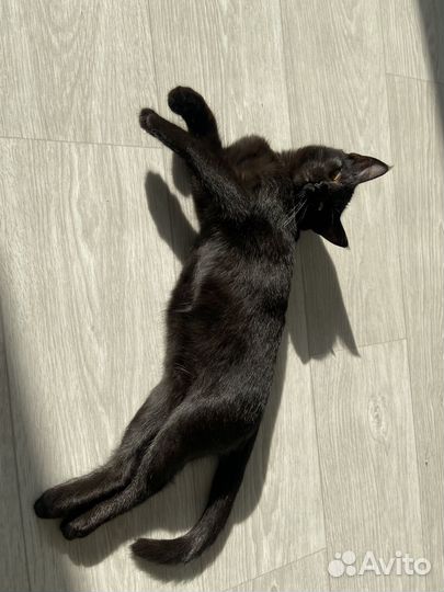 Отдам кошку