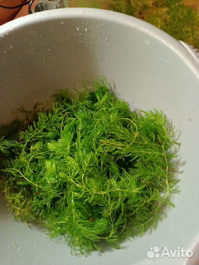 Аквариумные растения