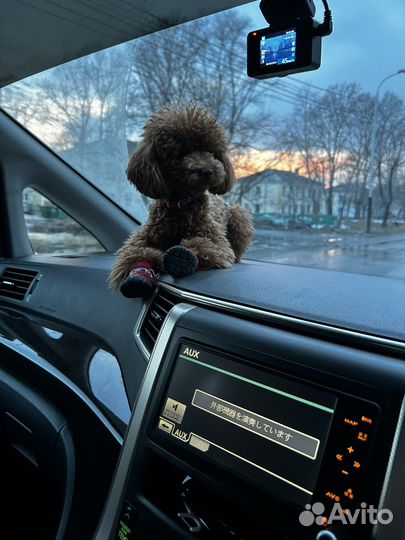 Вязка собак