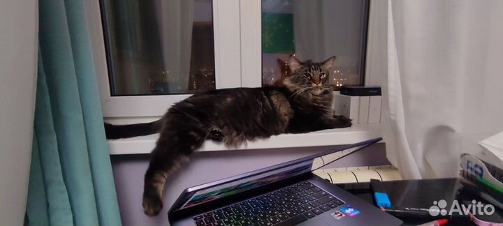 Аренда кота