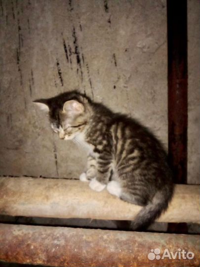 Малыши хотят домой дом или передержка