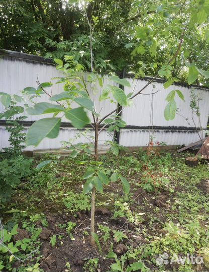 Саженец ореха грецкого, каштана 2 метра
