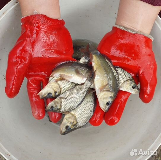 Малек карпа