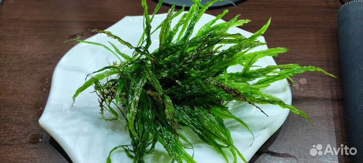 Растения для аквариума