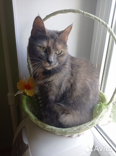 Кошка бесплатно