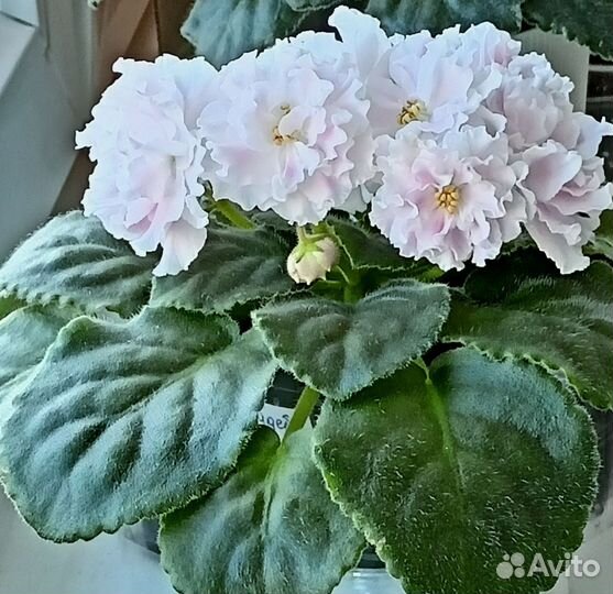 Фиалка сортовая