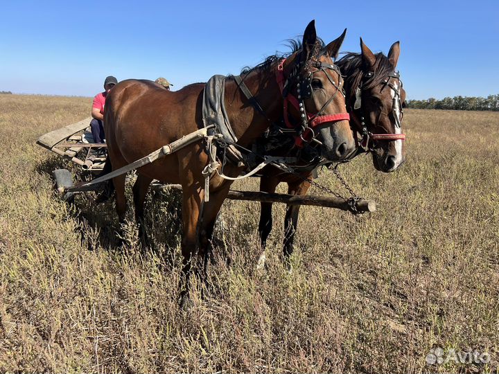 Продается лошадь обученная в бричке