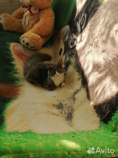 Кошка ищет дом