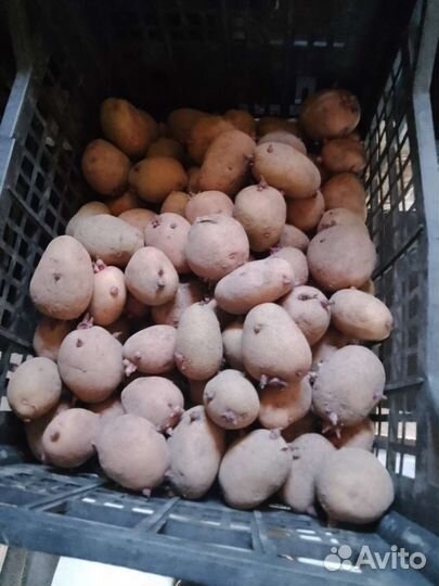 Семенной картофель