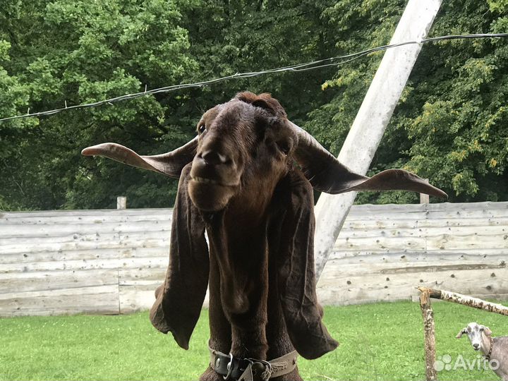 Камори покрытие