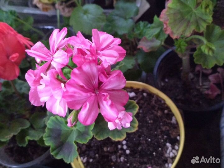 Пеларгонии сортовые