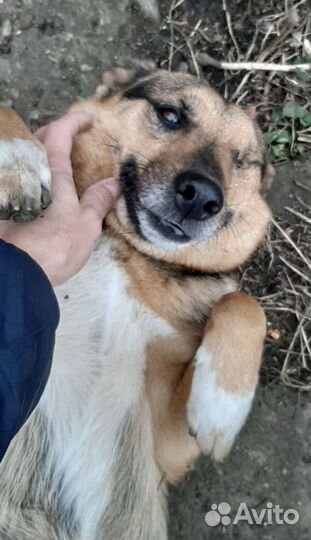 Особенная собака друг