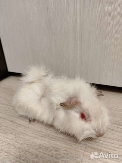 Морская свинка