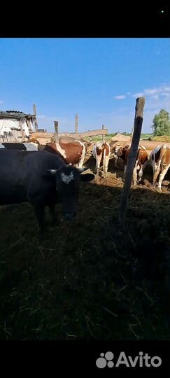 Быки тёлки оптом