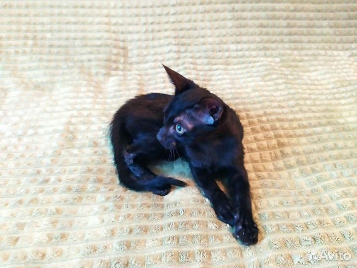 Саванна black