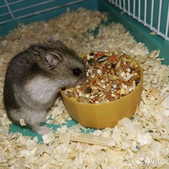 Джунгарский хомяк