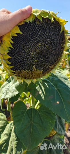 Семена подсолнечника Краснодарской селекции