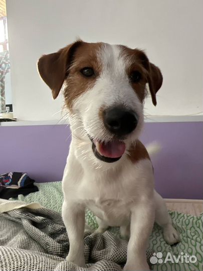 Передержка животных/догситтер/кэтситтер