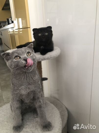 Котята