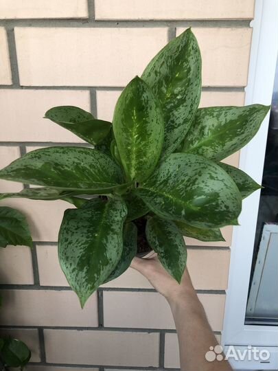 Аглаонема / кислица