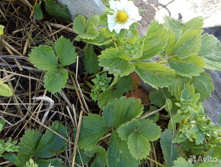 Усы клубники