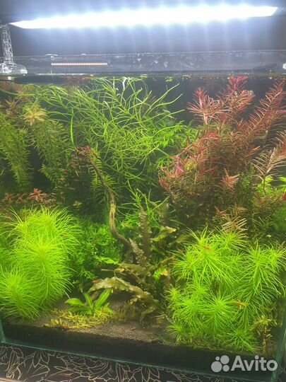 Растения для аквариума