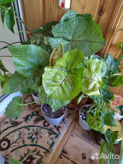 Комнатные растения сингониум