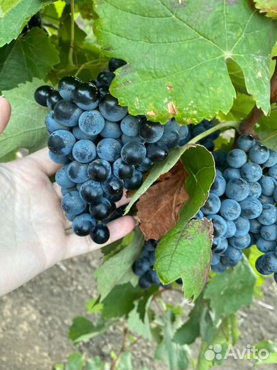 Виноград саперави