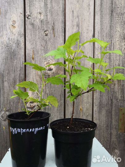 Декоративные кустарники