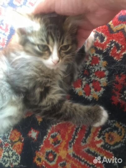 Котёнок девочка