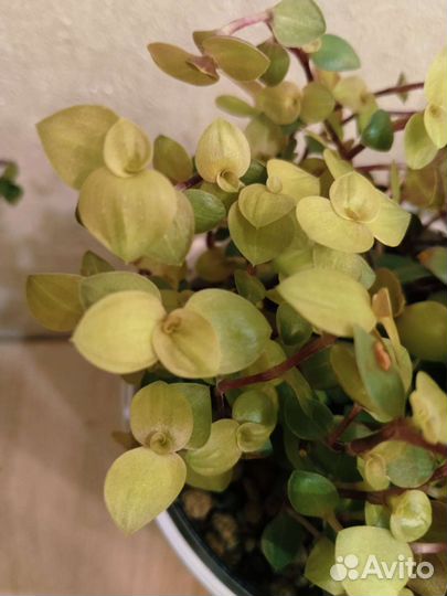 Традисканции : каллизия, зебрина, рэо, гибискус