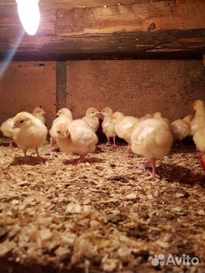 Бройлер кобб -27июля