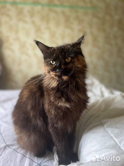 Кошка Герда в добрые руки