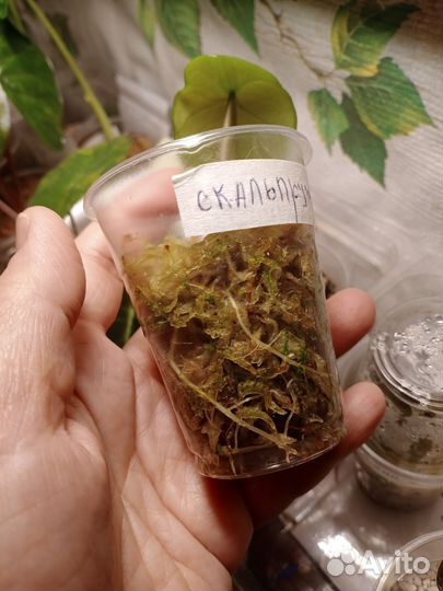 Алоказия Скальпрум