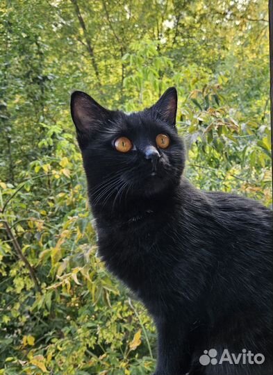 Британская кошка вязка