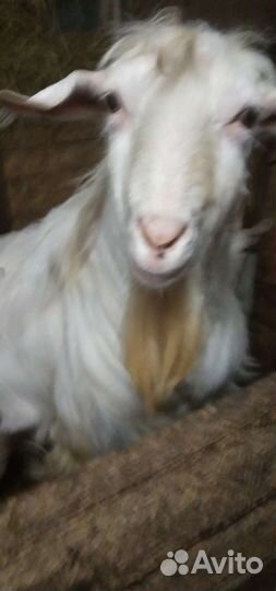 Козел зааненский