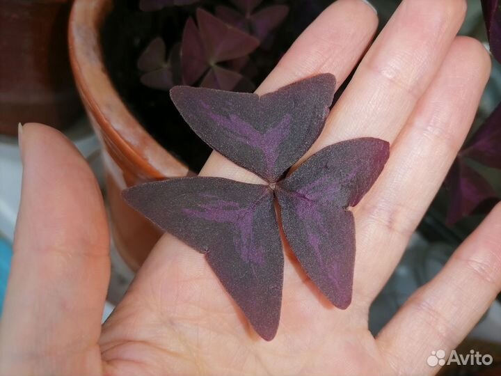 3 вида Кислицы