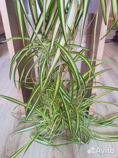 Хлорофитум